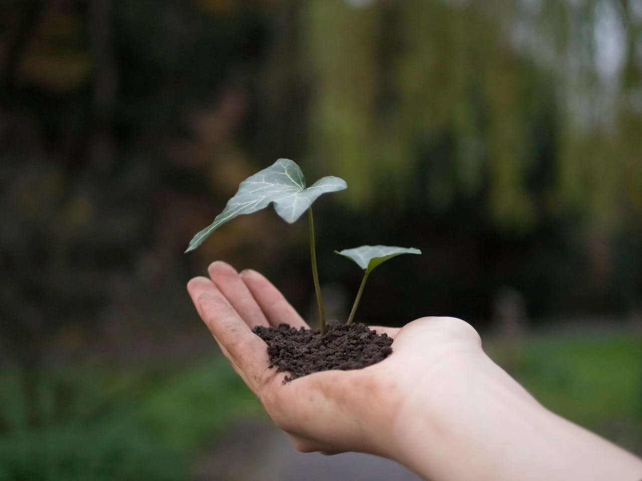 "Close-up de mãos segurando uma pequena planta com terra, simbolizando o início de um novo ciclo de crescimento."